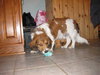 Wyatt/akaLouie-ADOPTED