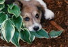 Wyatt/akaLouie-ADOPTED