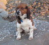 Ricky - ADOPTED 06.08.11