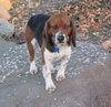 Ricky - ADOPTED 06.08.11