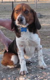 Ricky - ADOPTED 06.08.11