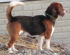 Ricky - ADOPTED 06.08.11