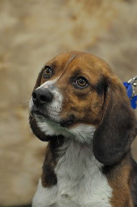 Ricky - ADOPTED 06.08.11