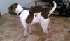 Klara Bell - ADOPTED 03.20.11