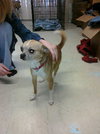 Squiggy - ADOPTED 08.07.11