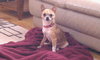 Squiggy - ADOPTED 08.07.11