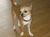 Squiggy - ADOPTED 08.07.11