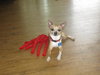 Squiggy - ADOPTED 08.07.11