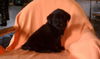 Rb Litter - Kali - ADOPTED 02.26.11