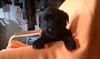 Rb Litter - Kali - ADOPTED 02.26.11