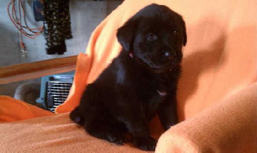 Rb Litter - Kali - ADOPTED 02.26.11
