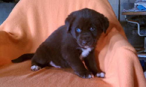 Rb Litter - Joey - ADOPTED 03.05.11