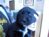 Rb Litter - Clare - ADOPTED 03.05.11