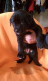 Rb Litter - Clare - ADOPTED 03.05.11