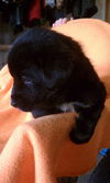 Rb Litter - Clare - ADOPTED 03.05.11