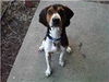 Mason - ADOPTED 08.01.15