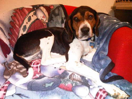 Mason - ADOPTED 08.01.15