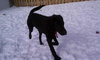 Winter - ADOPTED 03.13.11