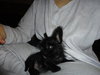 Moke-ADOPTED-3.11.11