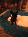 Moke-ADOPTED-3.11.11