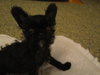Moke-ADOPTED-3.11.11
