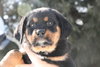 Tb Litter-Rowan-ADOPTED-2.19.11