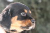 Tb Litter-Rowan-ADOPTED-2.19.11