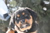 Tb Litter-Rowan-ADOPTED-2.19.11