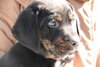 Tb Litter-Thatcher-ADOPTED-3.1.11