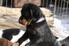 Tb Litter-Thatcher-ADOPTED-3.1.11