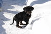 Tb Litter-Thatcher-ADOPTED-3.1.11