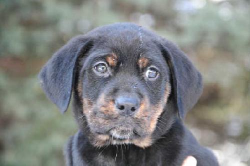 Tb Litter-Thatcher-ADOPTED-3.1.11