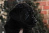 Tb Litter-Shadee-ADOPTED-2.19.11