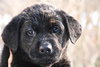 Tb Litter-Shadee-ADOPTED-2.19.11