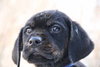 Tb Litter-Sawyer-ADOPTED-3.1.11