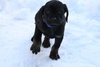 Tb Litter-Sawyer-ADOPTED-3.1.11