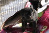 Tb Litter-Sawyer-ADOPTED-3.1.11