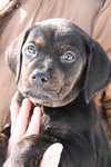Tb Litter-Conrad-ADOPTED-3.1.11