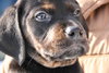 Tb Litter-Conrad-ADOPTED-3.1.11