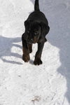Tb Litter-Conrad-ADOPTED-3.1.11