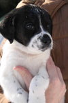 Tb Litter-Sissy-ADOPTED-3.10.11