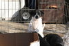 Tb Litter-Sissy-ADOPTED-3.10.11