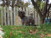 Barkley-ADOPTED-10.28.11