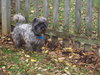 Barkley-ADOPTED-10.28.11