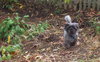 Barkley-ADOPTED-10.28.11