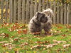 Barkley-ADOPTED-10.28.11
