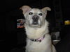 Topaz-ADOPTED