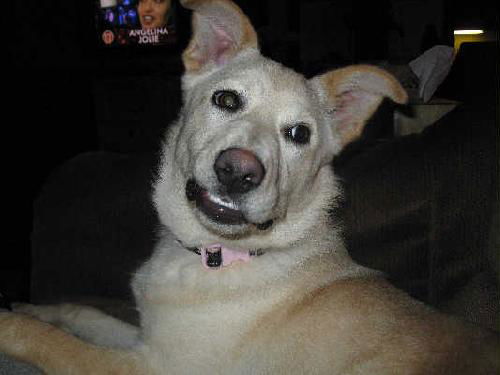 Topaz-ADOPTED