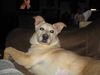 Topaz-ADOPTED