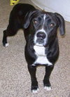 Tia - ADOPTED 3.31.11